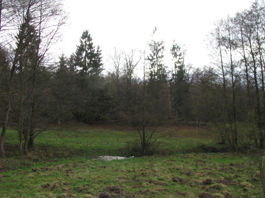 Valley of the Ingelheim stream southeast of Staufenberg-Nienhagen in the Kaufunger Forest