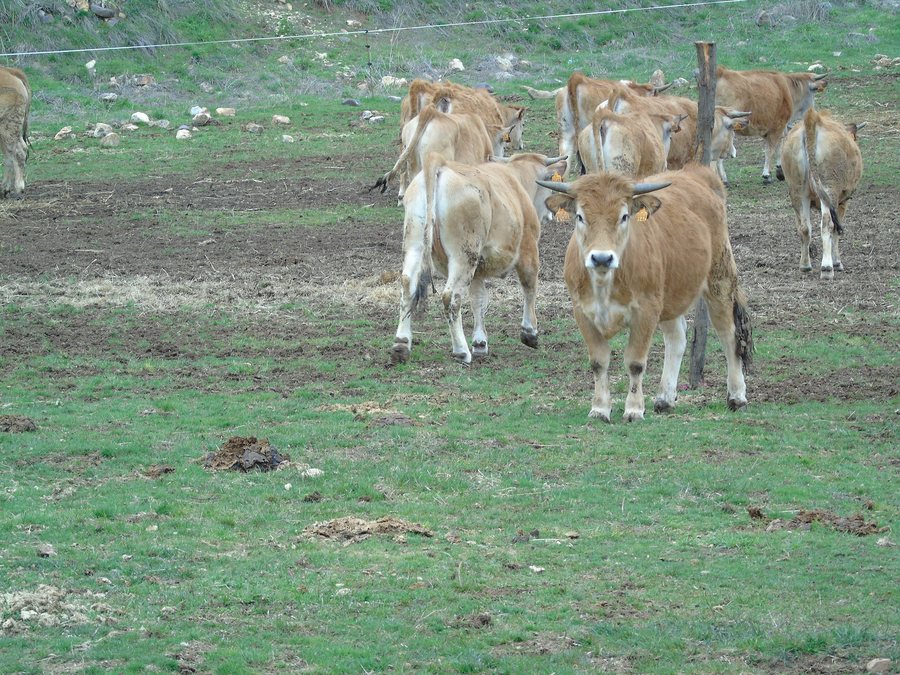 File:Bos taurus (Huergas de Babia).001 - Cabrillanes (Leon).jpg
