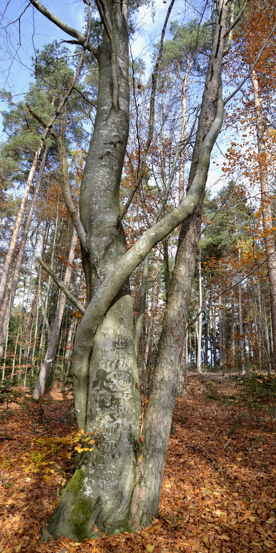 Forest landscape of the Bavarian Forest near Solla and Saldenburg