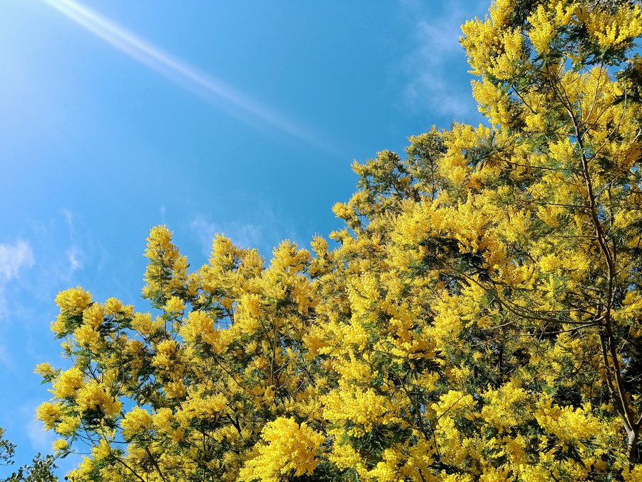 File:Mimosa Mandelieu-la-Napoule 01.jpg