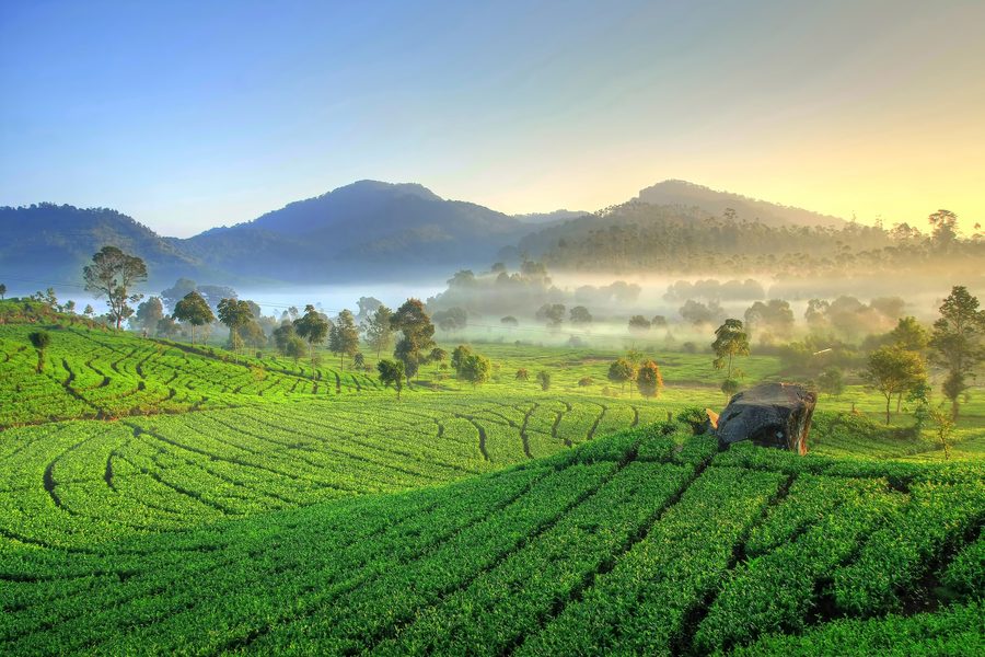 Tea plantation in Rancabali, Bandung Regency, West Java