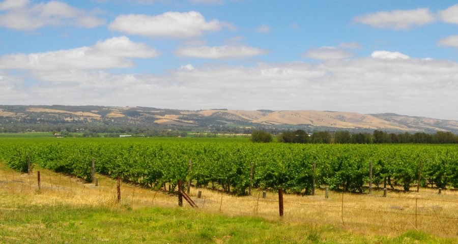 Wine landscape in the McLaren Vale region