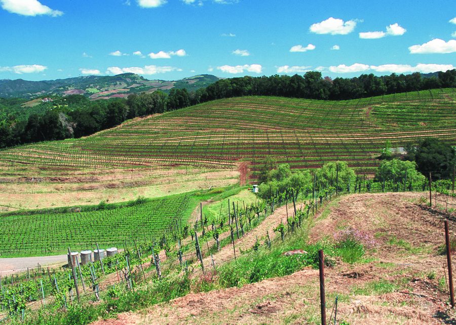 Rolling vineyards in Sonoma County, California