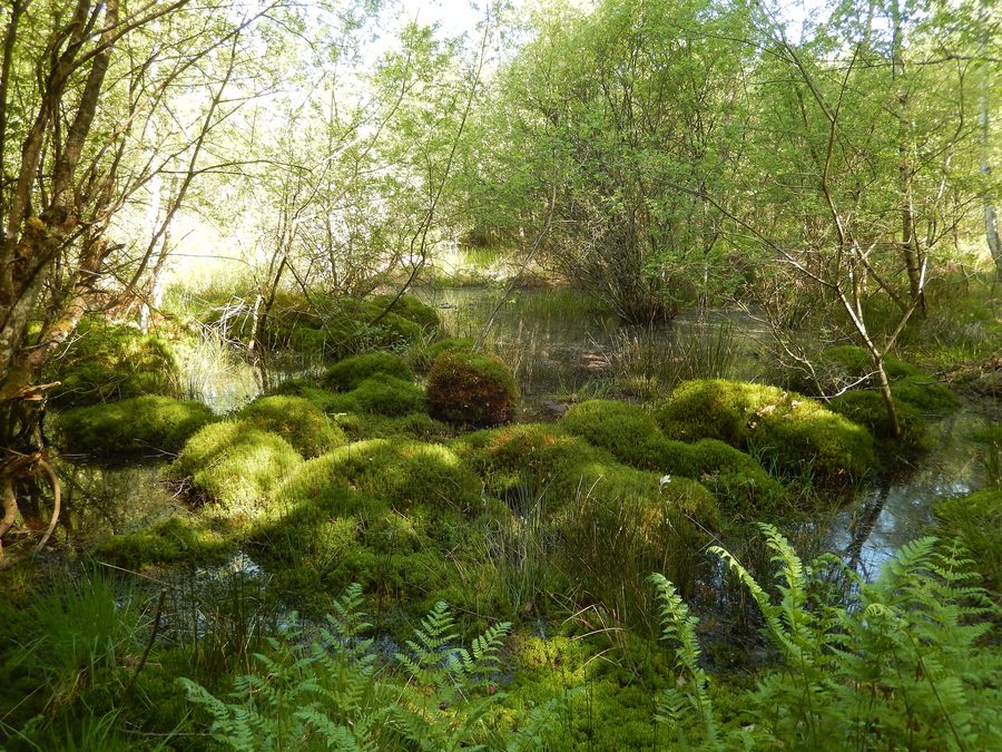 Mardelle sur le sentier de l'Osmonde dans la forêt de Prémery