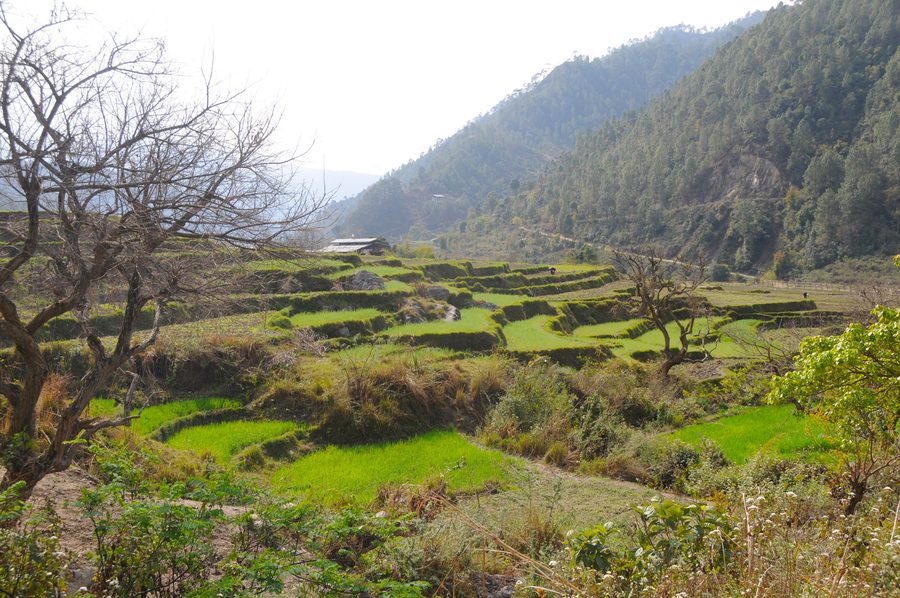 Landscape in the Punakha Valley