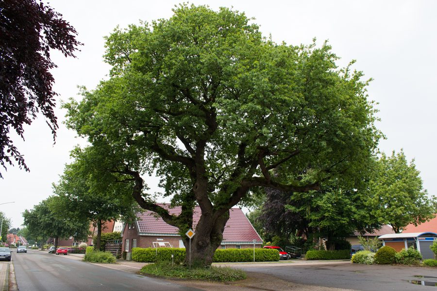 Witch oak on Oldenburger Straße in Zetel