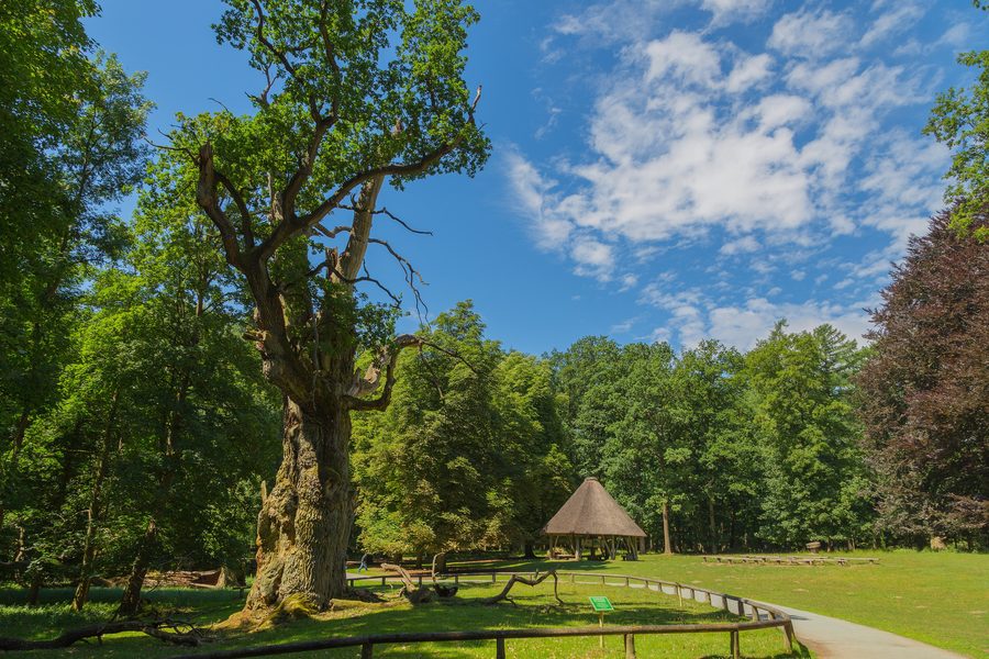 One of the Ivenack oaks in the Ivenack wildlife park