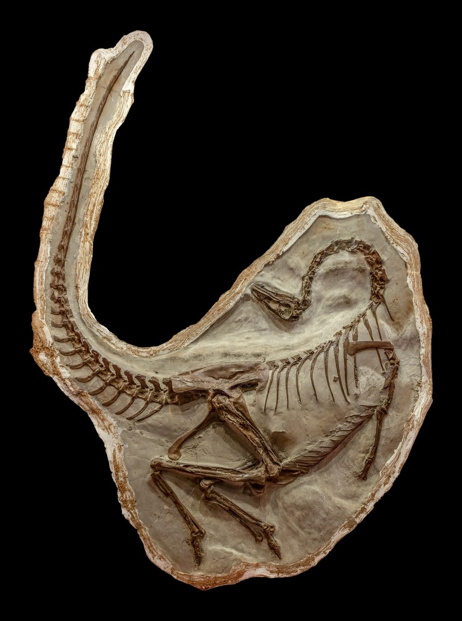 Ornithomimus fossil in the Royal Tyrrell Museum in Drumheller