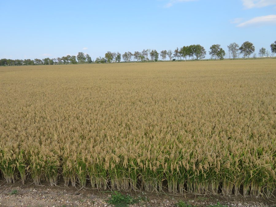 File:Arrozal (L'Aldea, España).jpg