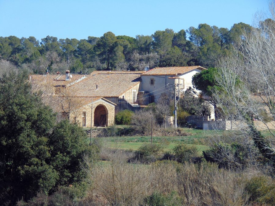File:Pins de Vilopriu (1).jpg