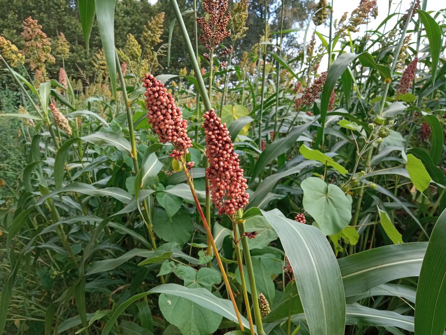 File:Sorghum bicolor, Maçanet de la Selva.jpg
