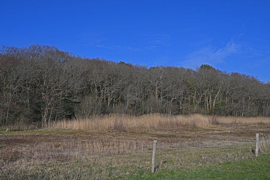 File:Bergen NH Edge of the forest seen from Paddenpad to the northeast.jpg