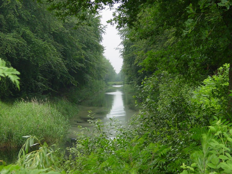 File:Odoornerzijtak, Klijndijk, NL.JPG