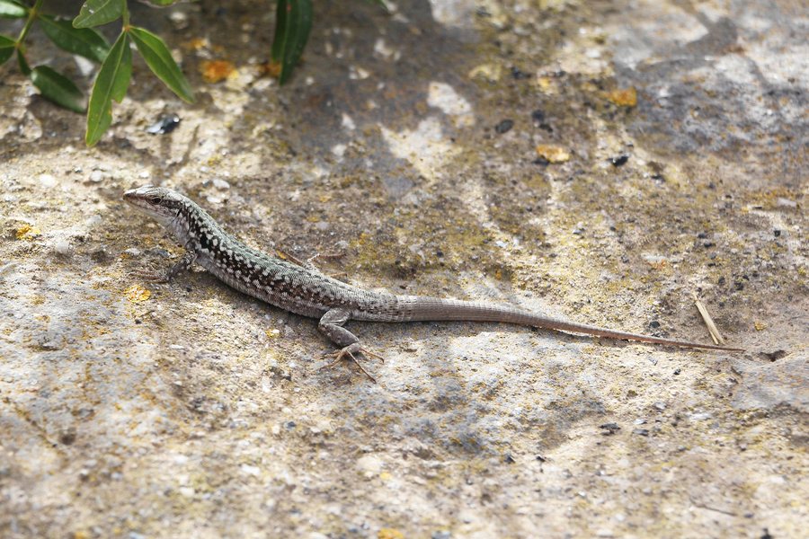 File:Italian wall lizard in Pollara.jpg