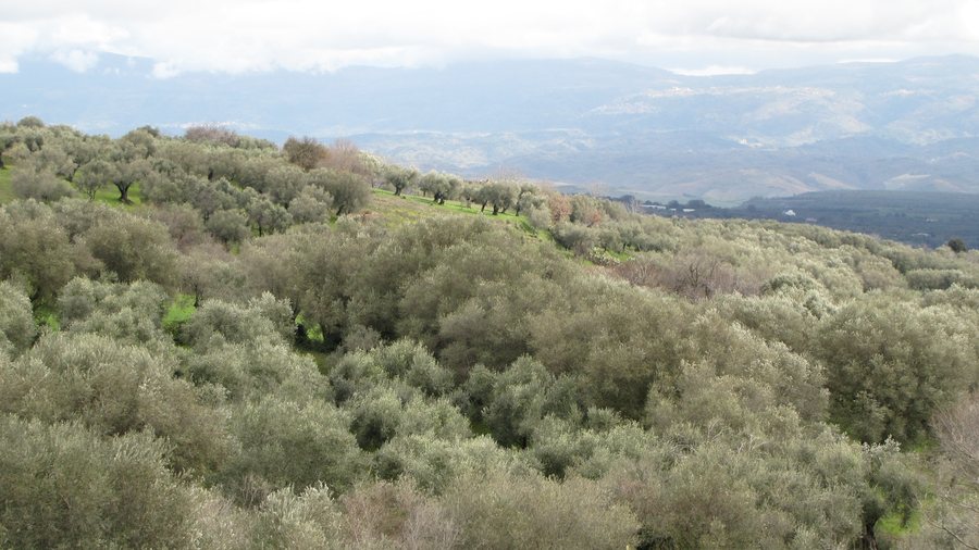 File:Uliveto a filandari.JPG