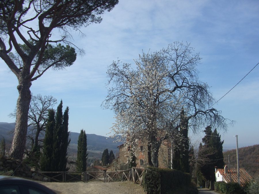 File:Albero fiorito a Polvano di sopra - panoramio.jpg