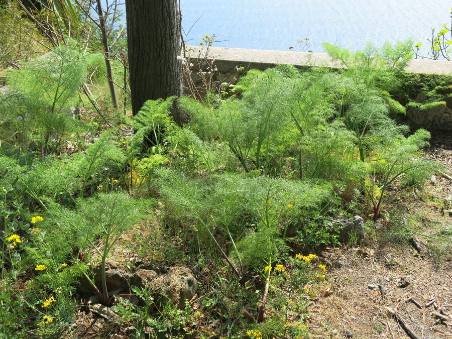 File:Foeniculum vulgare in the wild on the road in Grimaldi.jpg