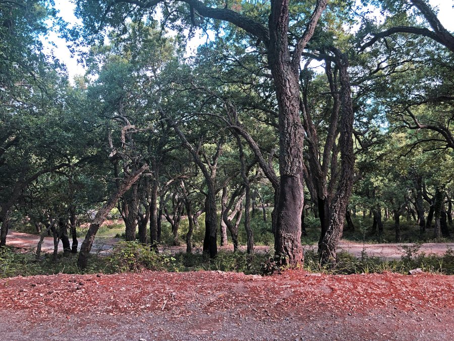File:Alberi di sughero tra Geraci Siculo e Castelbuono 01.jpg