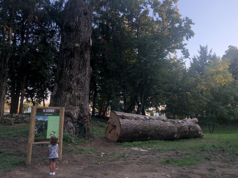 File:Il cedro dell’atlante Torre Boldone (Bergamo).jpg