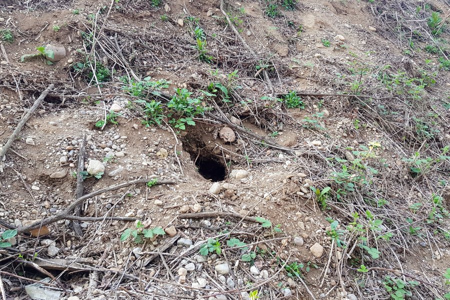 File:Rabbit burrow in Parco del Roccolo - Busto Garolfo, Lombardy, Italy - 2021-04-22.jpg