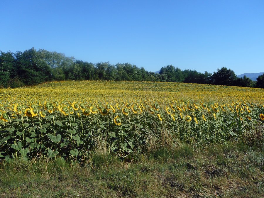 File:Italien - Mugello - Fahrt von Borgo San Lorenzo nach Ronta - Sonnenblumen; August 2019.jpg