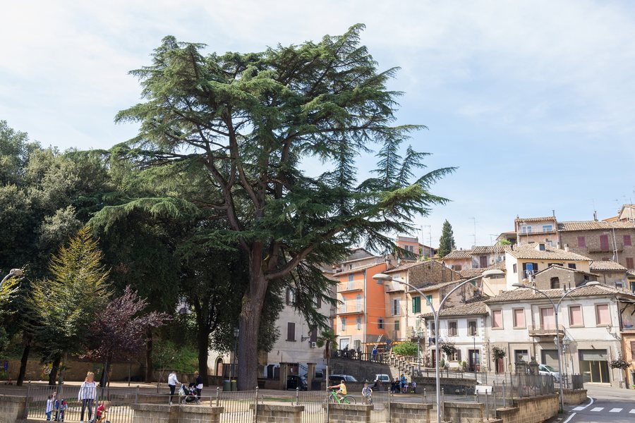 File:Cedro dell'Himalaya e scorcio di Vallerano.jpg