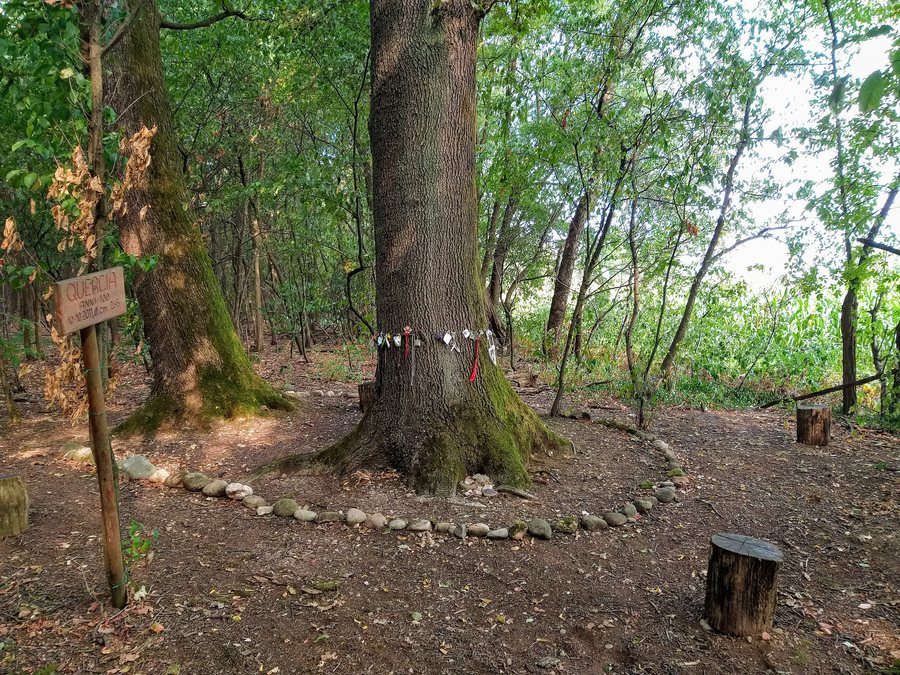 File:Bosco di Arluno 2019 b.jpg