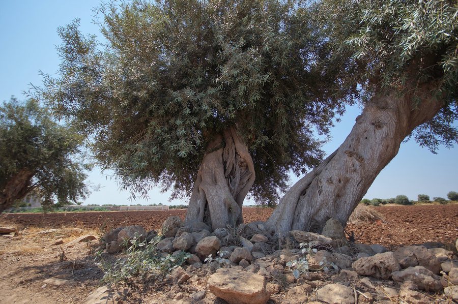 File:Ulivi secolari a Cassibile (Siracusa).JPG