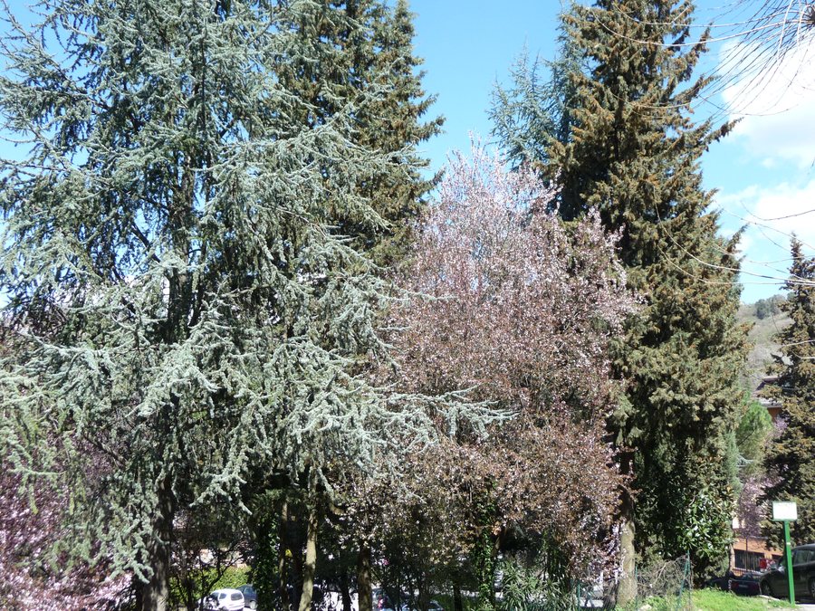 File:Alberi di Olevano Romano - panoramio.jpg