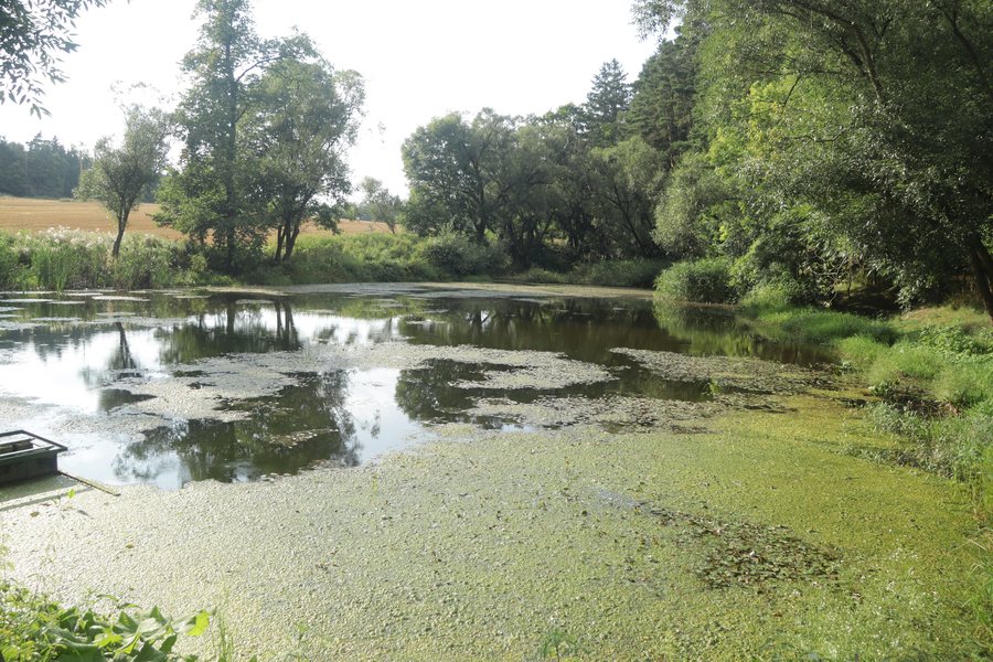 File:Overview of Podošná pond near Zblovice, Znojmo District.jpg