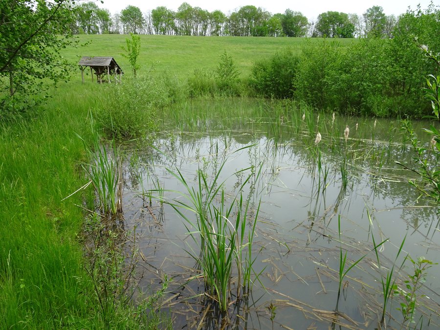 File:Podolí (UH), Podolské mokřady a tůně (12).jpg