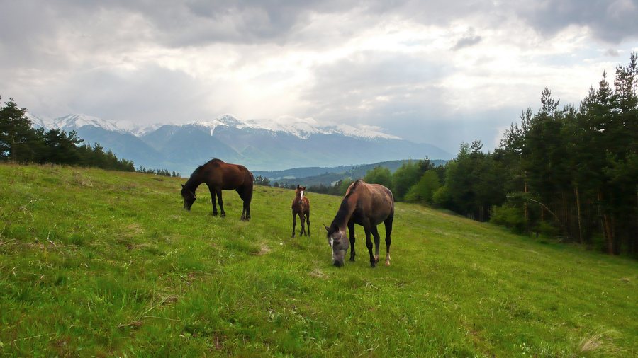 Landscape near Razlog - panoramio.jpg