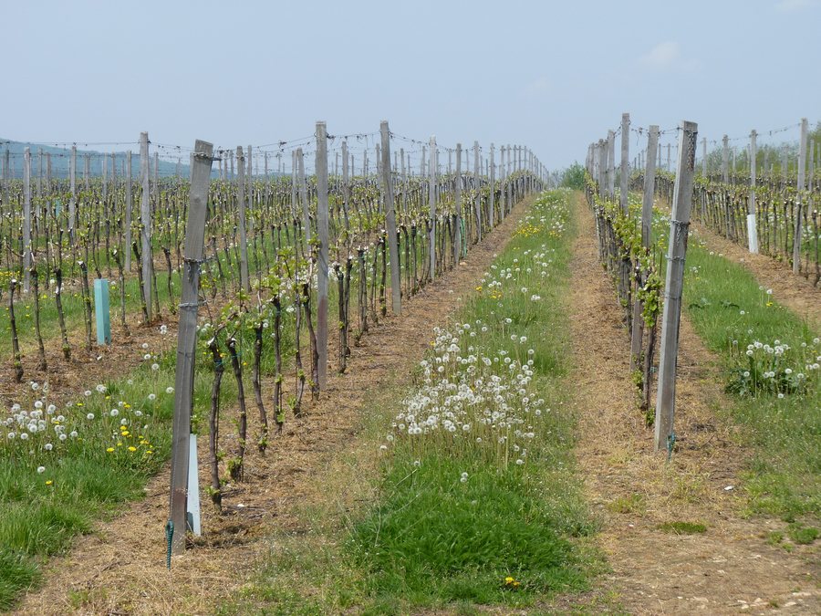 File:Nové Bránice a okolí, vinice (1).JPG