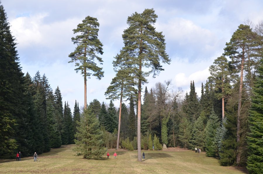 File:Arboretum Ricmanice 02.jpg