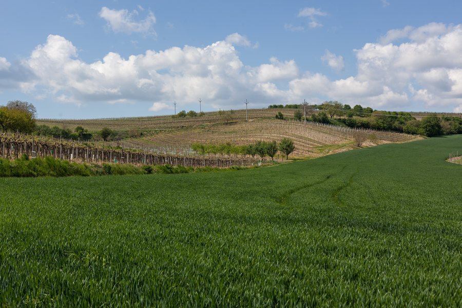 File:View of fields around Čejkovice (Hodonín District) 2020.jpg