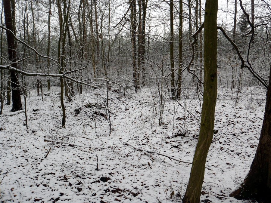 File:Mohyly - Zlukov u Veselí nad Lužnicí - západní část 1.JPG