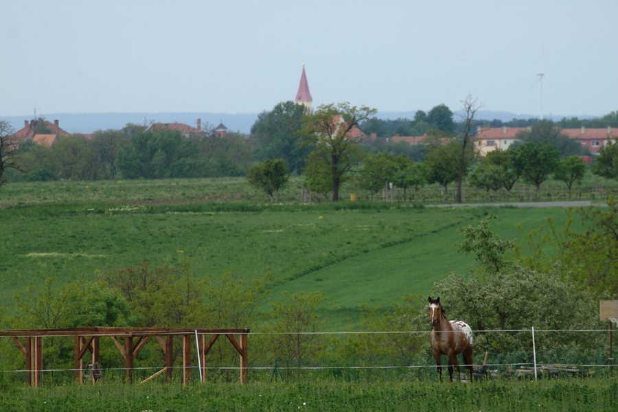 File:Mackovice, kůň a Čejkovice v pozadí.jpg