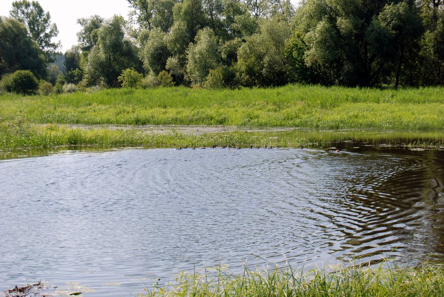 File:Pianki -kaczki na starorzeczu 