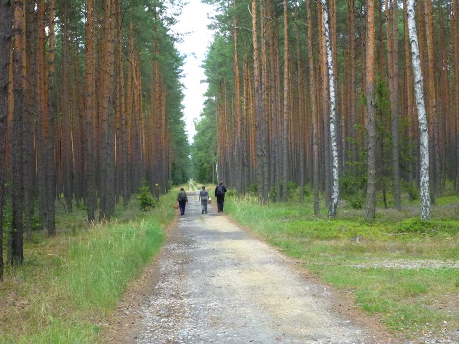 File:Lasy - Kolonowskie - panoramio (1).jpg