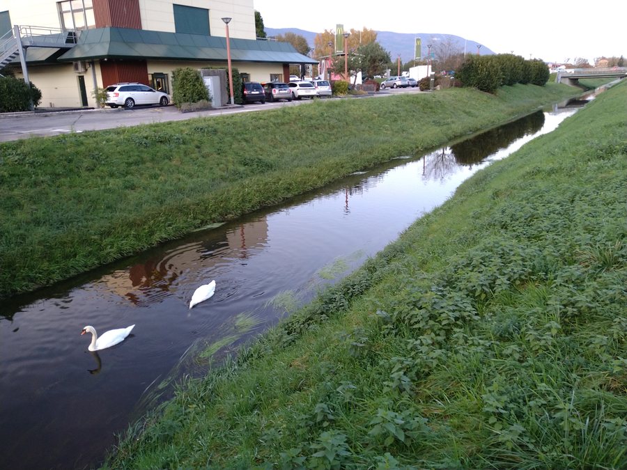 File:Le Bey avec cygnes à Montagny 2.jpg