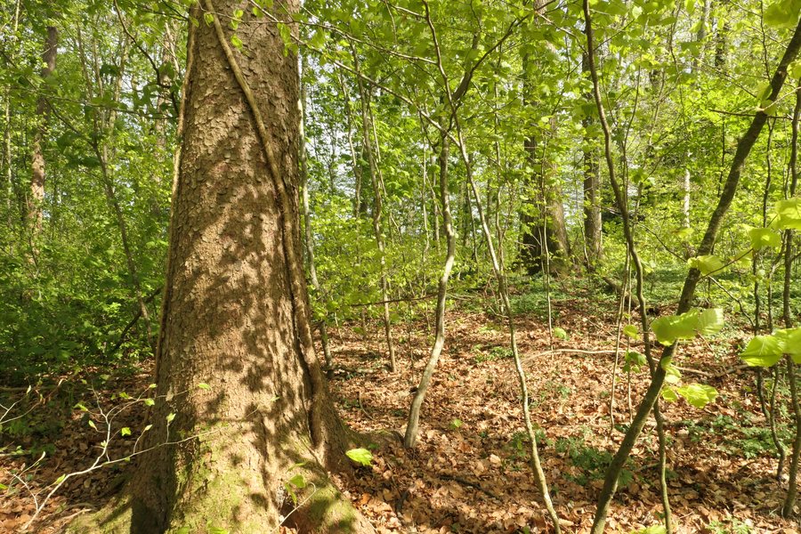 File:Submontan möhlin.jpg