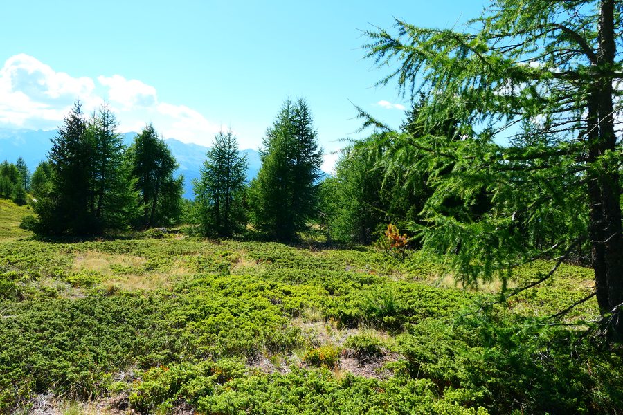 File:Subalpine forst in Visperterminen Switzerland.jpg