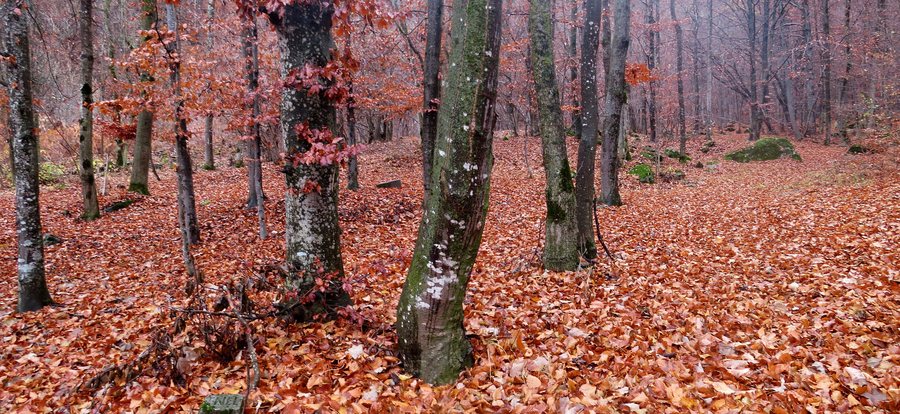 File:Nei boschi sopra Crissolo in autunno.jpg