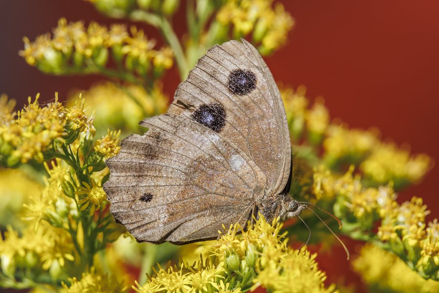 File:Dryad (Minois dryas) Miazzina.jpg