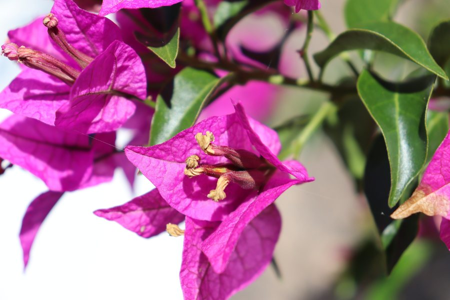 File:Bougainvillea glabra.002 - Campañó.jpg