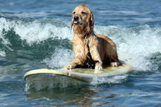 Dog Surfing Contest
