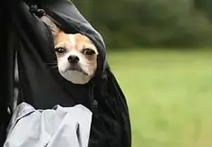 Small dog in a carrying bag