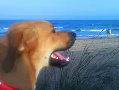 Dog on the Sea