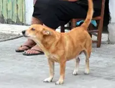 Dog in an Italian vacation spot