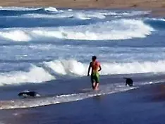 Dog Beach on the North Sea